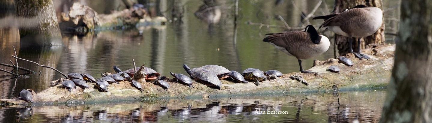 turtles and Canada geese on log photo credit Alan Emerson