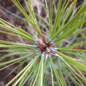 Loblolly pine sapling close-up