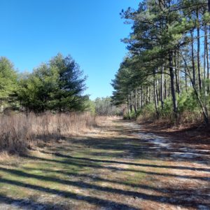 Redden State Forest outer loop of trail (Headquarters Tract)