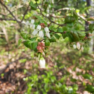 Blueberries blossoming