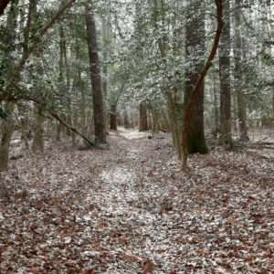 Barnes Woods trail
