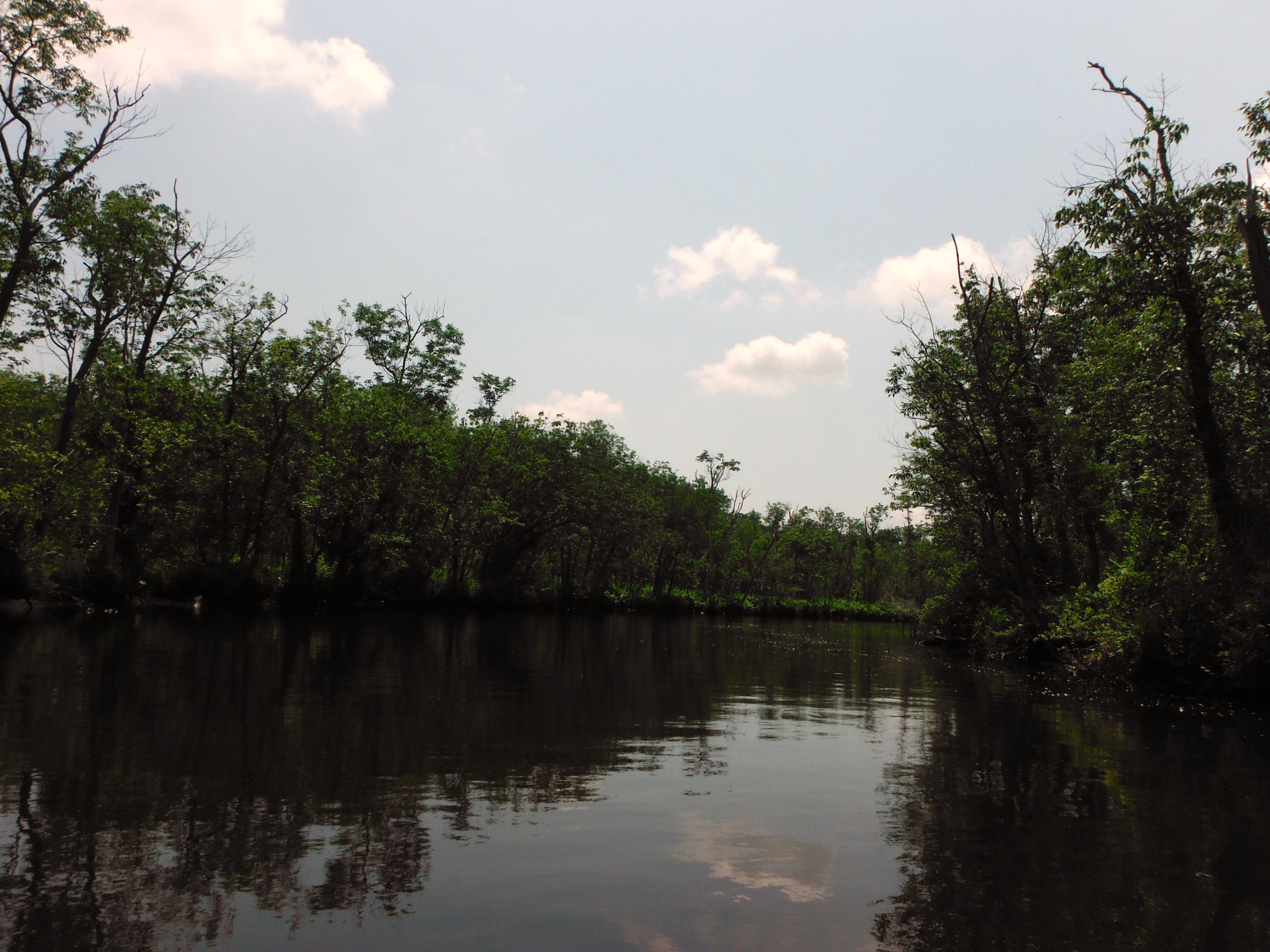 The Chicone paddle is very calm, once you enter the creek.