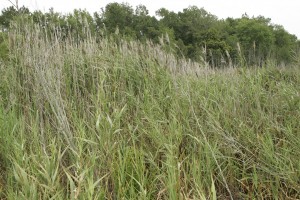 Phragmites by Steve Hillebrand, US Fish and Wildlife Service