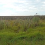 Expect to see lots of marsh and expect tidal road flooding when paddling in lower Dorchester County.