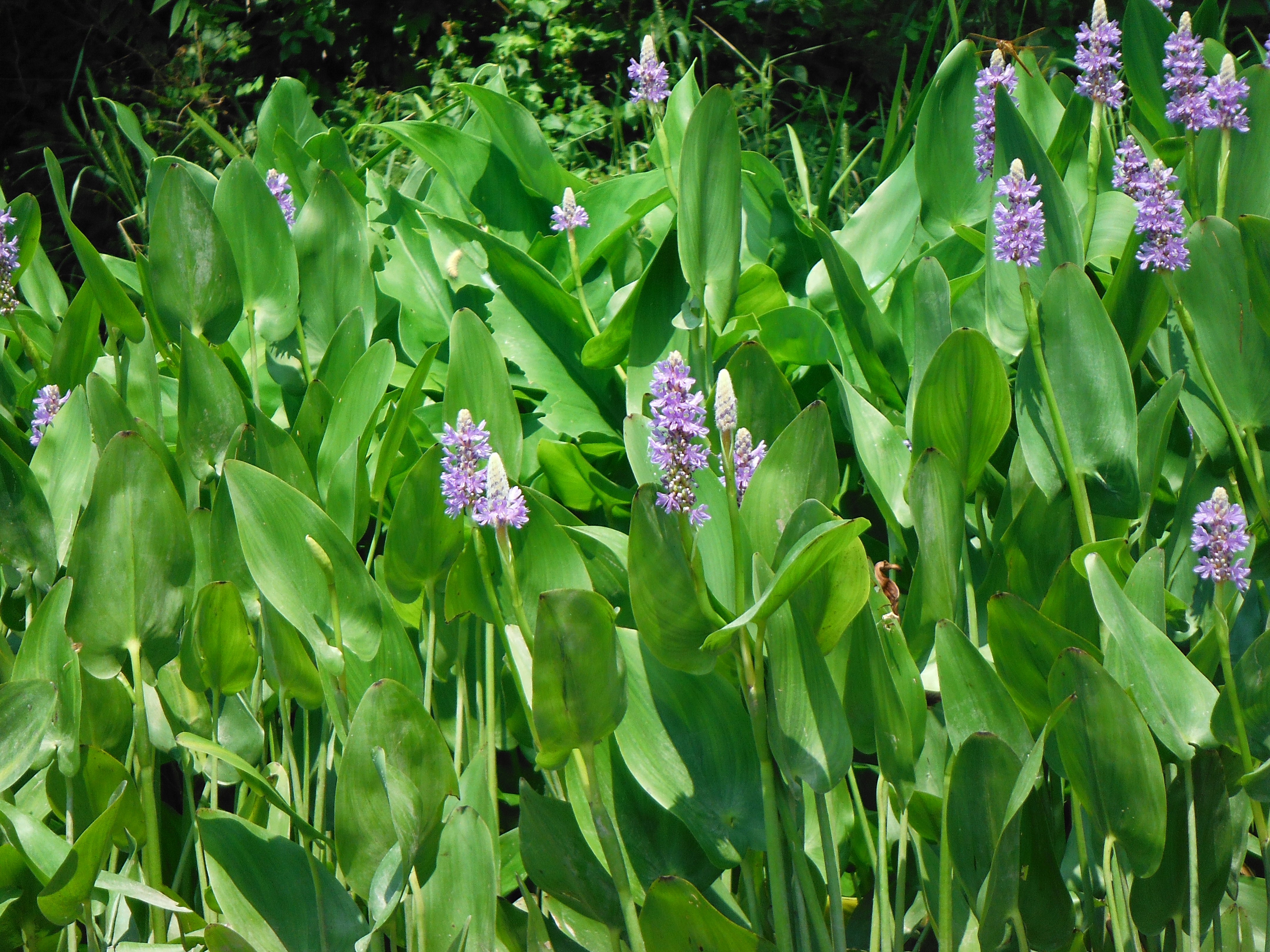 Pickerel Weed also grows in along the Chicone. 