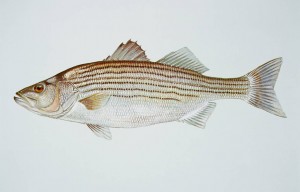 Striped bass