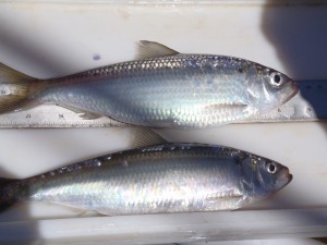 Alewife (top) and blueback herring (bottom) by Justin Stevens, NEFSC/NOAA